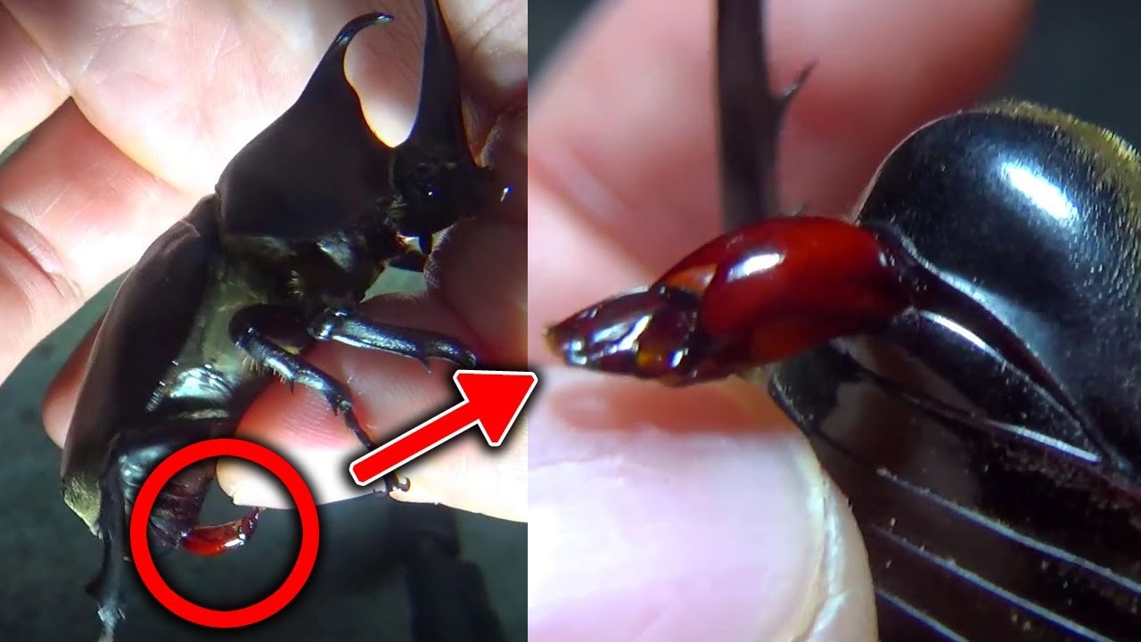 Japanese Horned Beetle Genitalia カブトムシの生殖器 Youtube