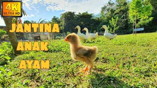 ✅CARA PALING MUDAH MENGENAL JANTINA ANAK AYAM