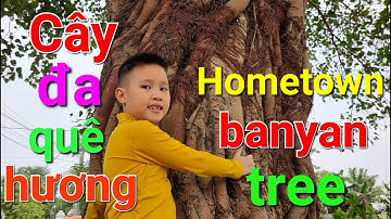 Cây đa quê hương | Hometown banyan tree #giaoduc #video