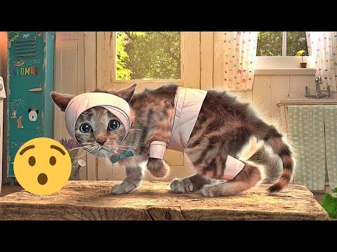 Video: Katzen und Kinder