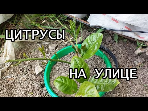 Домашние лимоны и другие цитрусы в открытом грунте, температура,обзор,новые приросты