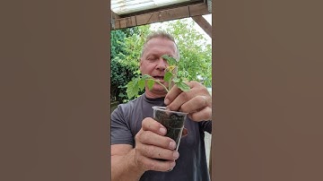 Cloning Tomato Plants