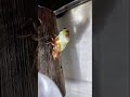 セミの羽化見たことあるー？#アブラゼミ #羽化 #昆虫