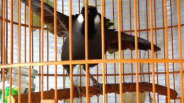 Khướu bạc má Múa kích bổi căng lửa buổi sáng/Luyện khướu múa mỗi ngày