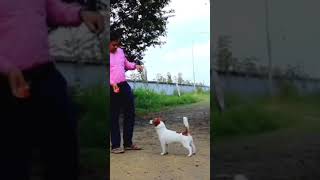 Ragos Kennel Imported Jack Russell Terrier Named Bart Hes1 Junior Champion Of Russia