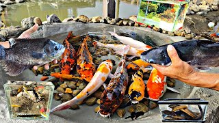Catch big catfish, ornamental fish, koi fish, betta fish, molly fish, eels, gourami fish, turtles