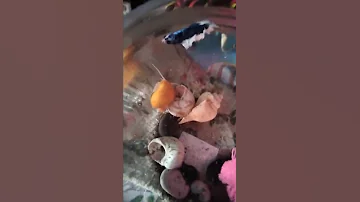 белуга осетр спаривание