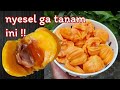 N4NGKA JENIS INI MANTAP, DAGING BUAH TEBAL, RASA BENAR2 MANIS