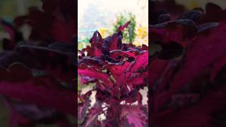 Surah takwir beautiful recitation of Quran|#ytshorts #quran #surahtakwir