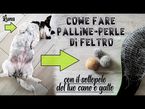 Video: Come Fare Un Cane Con Le Palle