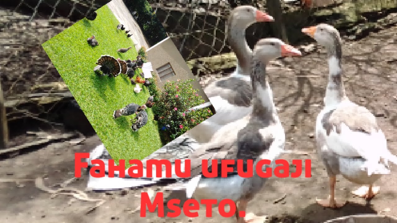Download UFUGAJI WA KUKU,BATA MZINGA/Mixing birds keeping.