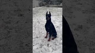 European Doberman