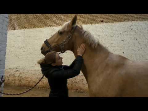 Vidéo: Comment Savoir Si Un Cheval Souffre