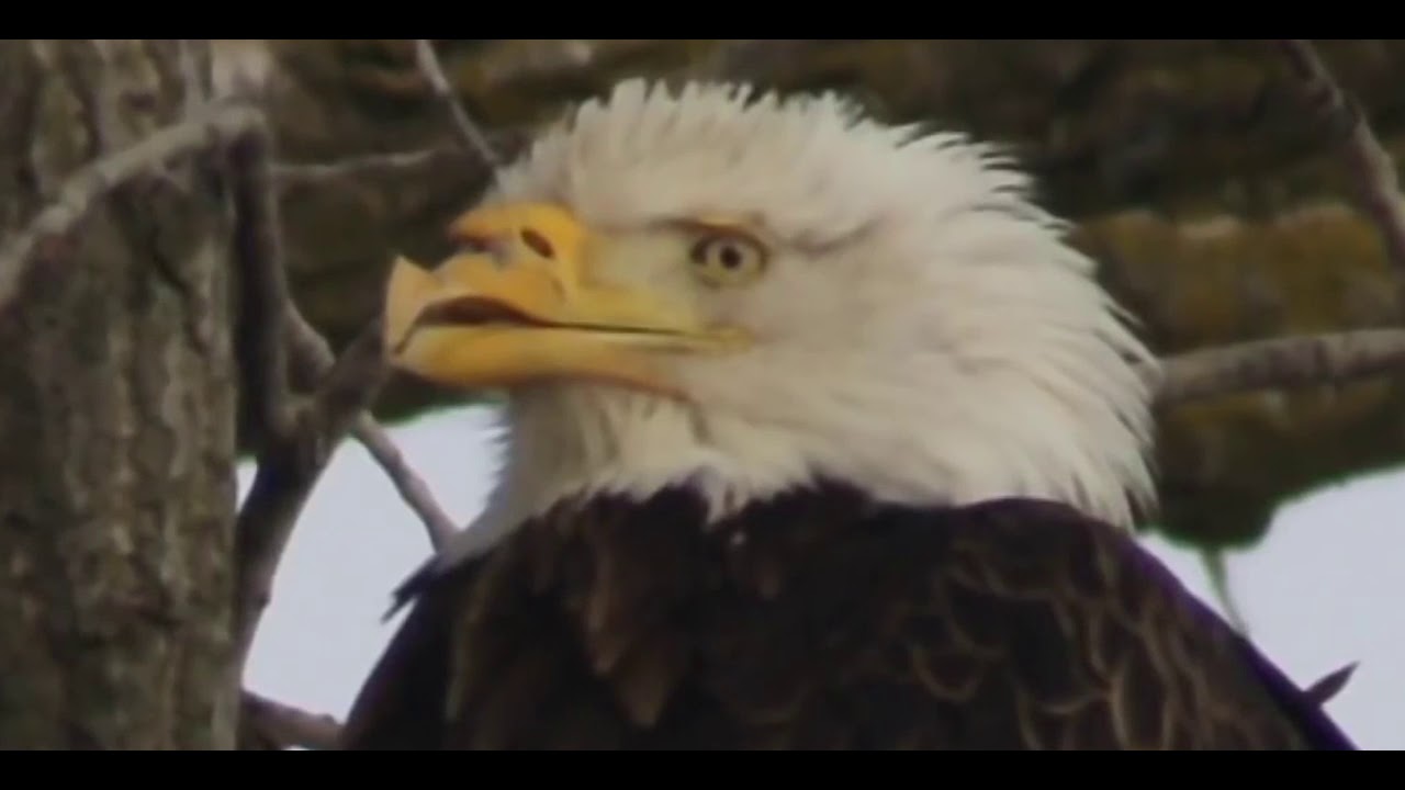 Grupo Rivero Renovación del águila. YouTube