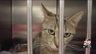 CASPCA asking people to foster animals during the holidays