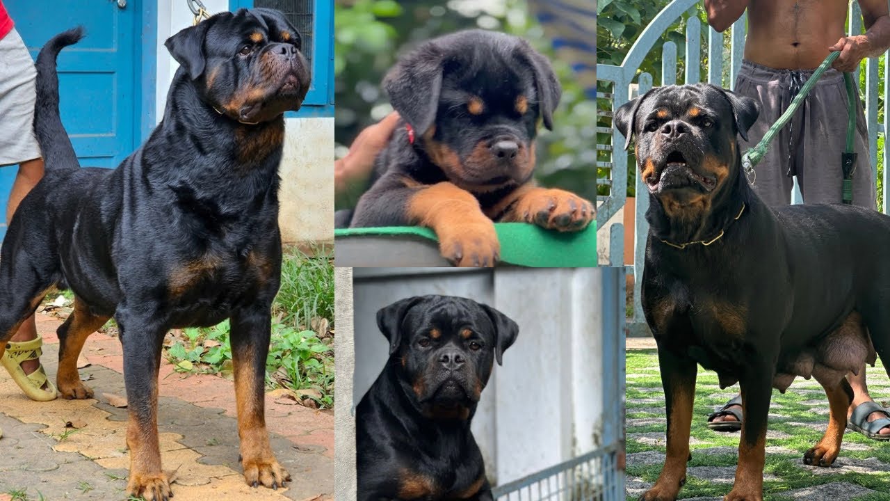 വർഷങ്ങളായി Rottweiler നെ മാത്രം വളർത്തുന്ന സാബുവേട്ടൻ