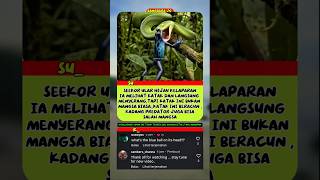 Saat Ular Menyerang Mangsanya Ternyatashortsfeed shortsviral fyp beritaviral masukberanda