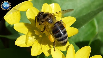 Flying Robotic Bee [RoboBee] | Science Nation