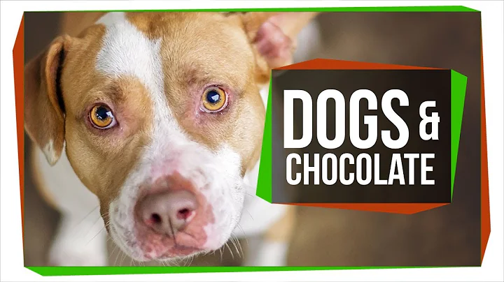 Why Can't Dogs Eat Chocolate? - DayDayNews