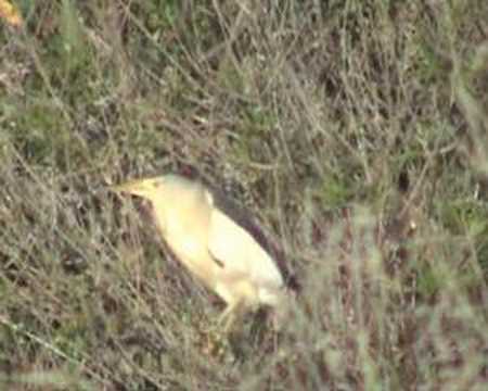 Little Bittern