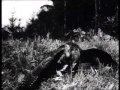 Przedwojenny film przyrodniczy wodzimierza puchalskiego