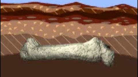 The Process of Fossilization