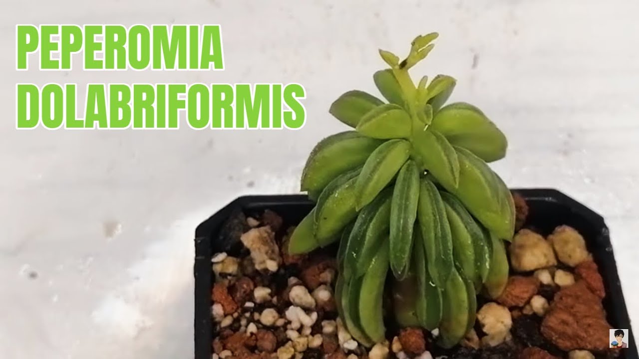 suculentas peperomia dolabriformis donsuculento