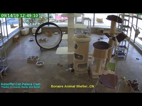 video editing software free Animal Shelter Bonaire Live Stream