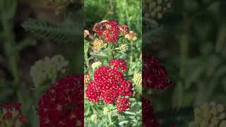 Red Yarrow looks beautiful 🥰 @ Planting Fields Arboretum State Historic Park