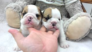 Micro teacup  English Bulldog puppies for sale(, 2013-09-22T22:14:41.000Z)