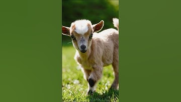 The Pygmy Goat – The Bounciest Little Chaos Machine!