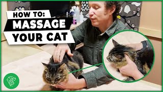 How To Massage Your Cat (Easy Tricks From A Vet!)