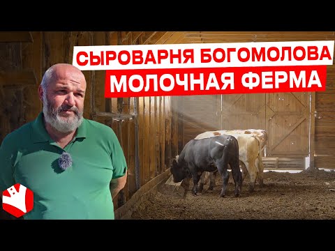 Видео: Новый «супербактерий» MRSA обнаружен в коровьем молоке