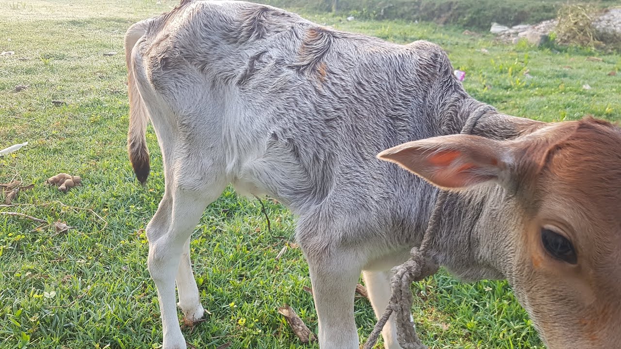 চাষি মরে চাষ করে গরুর গোয়াল ভরে গরুর বাচ্চা দিয়ে | 🐄