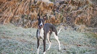 Unleash The Speed: A Look at the Incredible Whippet!