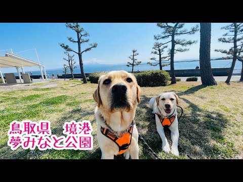 【大型犬と車中泊の旅】前回の旅からいろいろ改良しました。ラブラドールきなこ6歳2か月サブレ1歳５か月