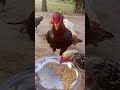 You Won't Believe This! Happy Roosters Enjoying Their Meal Together#shorts