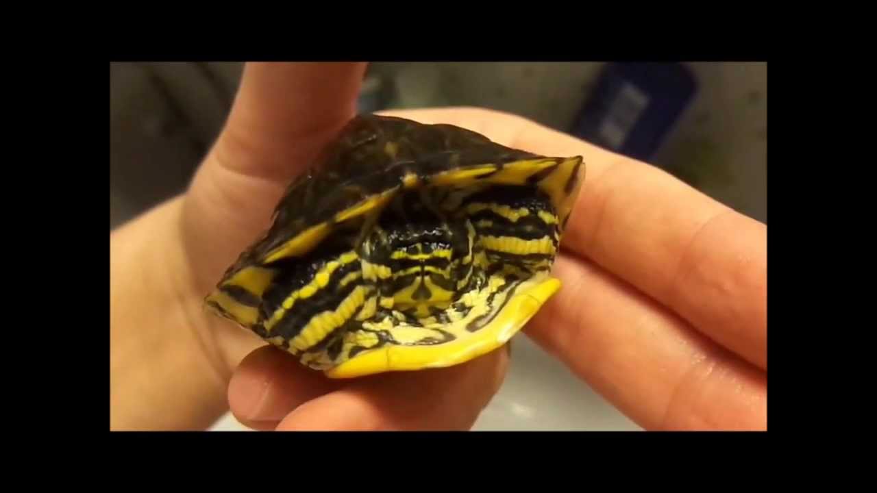 river cooter, 9 miesięczny żółw żółtobrzuchy