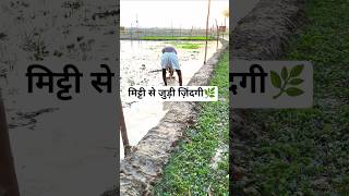 मिट्टी से जुड़ी ज़िंदगी #DesiLife #VillageLife #RuralLife #reels #viral #trending