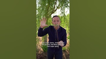 Thumbnail of SHOULD I PLANT A WILLOW TREE? 🌳🌿 Frankie Flowers