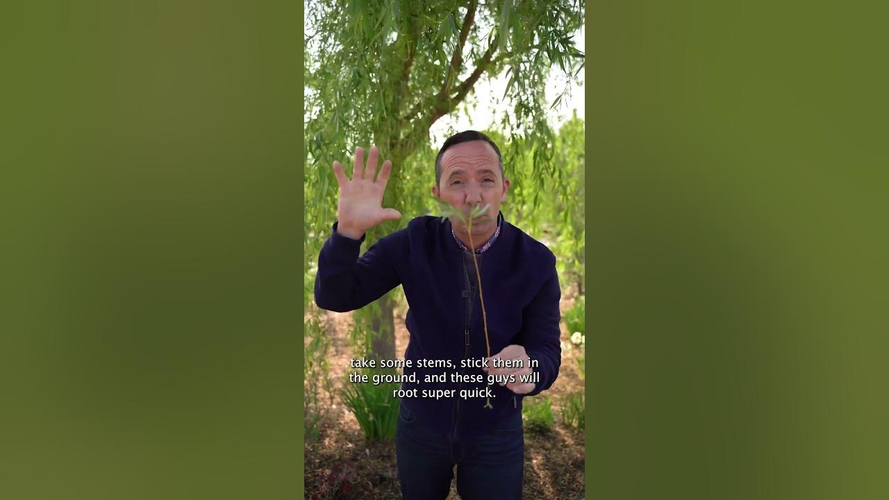 SHOULD I PLANT A WILLOW TREE? 🌳🌿 Frankie Flowers