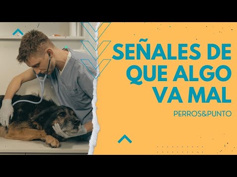 Video: Señales de un veterinario que no es el adecuado para su mascota