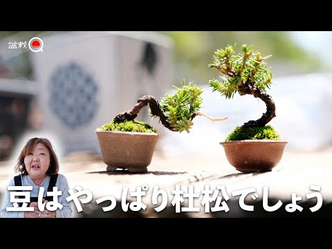 A small bonsai of Juniperus rigida. Bud removal and repotting