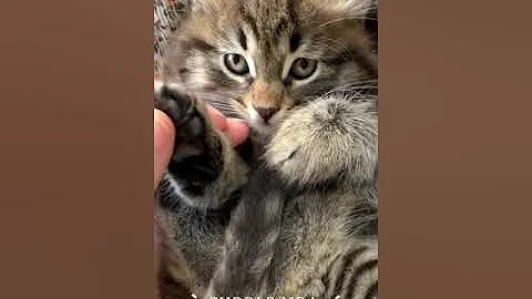 #cuddle Me | #cute #cat #shorts