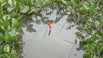 Câu Cá , Giật Hết Đàn Cá Rô Phi Lôi Chìm Phao Trong Đám Lục Bình