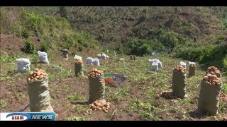 Baada ya wakulima kuachana na mahindi, bei ya viazi yaporomoka Njombe