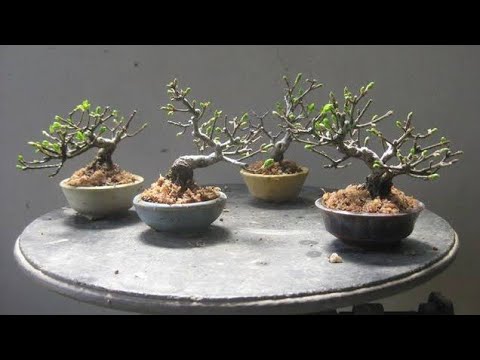 Bonsai Trees For Beginners In Tamil - bonsai tree Bonsai Trees For Beginners In Tamil - bonsai tree