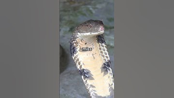 Mind-Blowing Snake Facts in 60 Seconds! 🐍