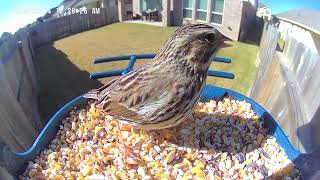 A Red Fox Sparrow Make It's First Appearance 🕊️ Birds of Houston screenshot 4