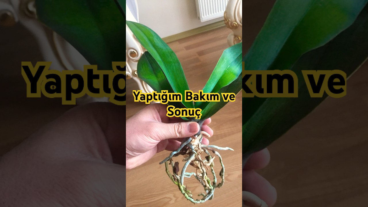 Orkide Bakımı - Evde Orkide Bakımı Nasıl Yapılır? Orkide Çiçeği Dökülünce  Ne Yapmalı? Orchids